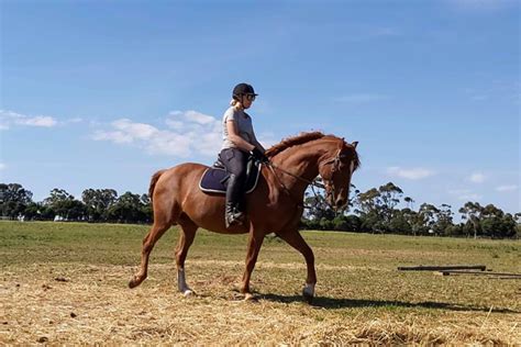 5 Best Places To Go Horse Riding In Melbourne Man Of Many
