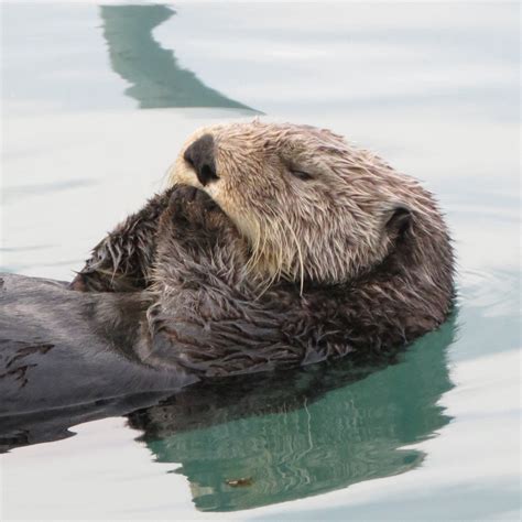 Alaska Sea Grant Sea Otter