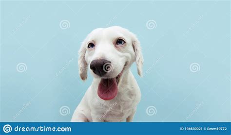 Funny Happy Smiling Puppy Dog Isolated On Blue Background Stock Image