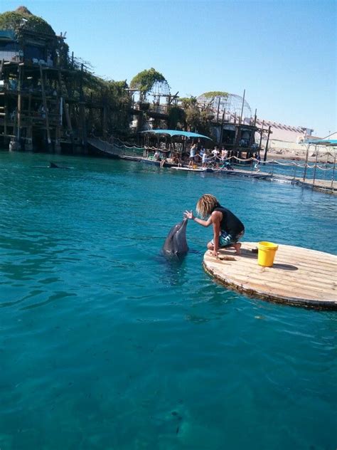 Dolphins At The Dolphin Reef In Eilat Israel
