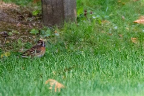 ebird checklist 8 oct 2022 stakeout brambling graham ave access discontinued 2022 10