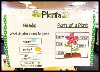 Parts Of A Plant Anchor Chart By Cheryl Barrios Plants Anchor Charts