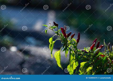 Bright Colored Pepper Plants Hot Chilly Peppers In Soft Focus Little