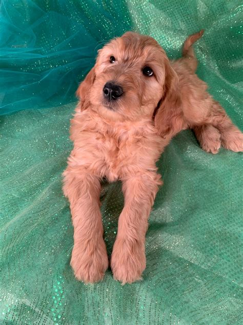 We specialize in raising family friendly, low maintenance puppies. Goldendoodle Puppies For Sale In Iowa, $975 Males.