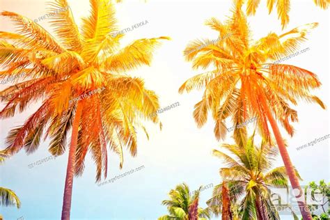 Coconut Palm Trees Perspective View Stock Photo Picture And Low