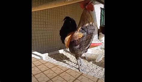 Rooster Passes Out After Crowing For Too Long Video