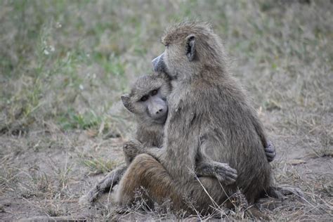 Male Baboons Make Friends With Females For Just One Reason A Longer