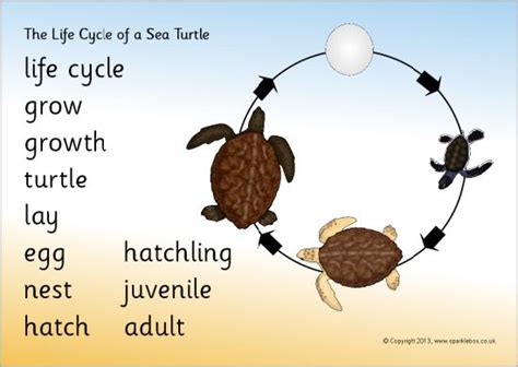 Sea Turtle Life Cycle Stages Jamika Schulte
