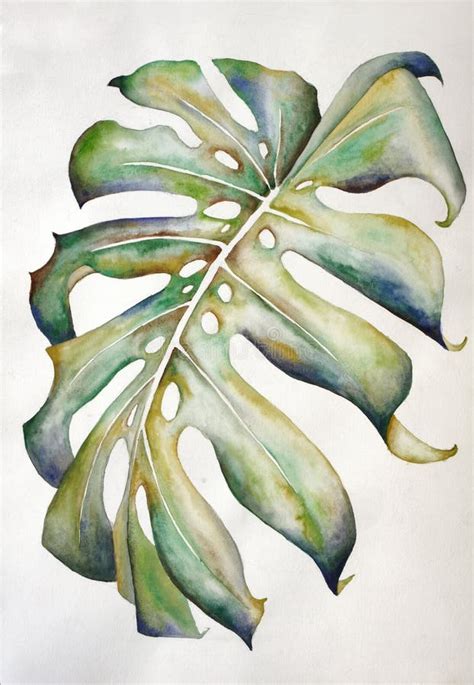 Abstract Watercolor Painting Of A Swiss Cheese Plant Leaf Handmade