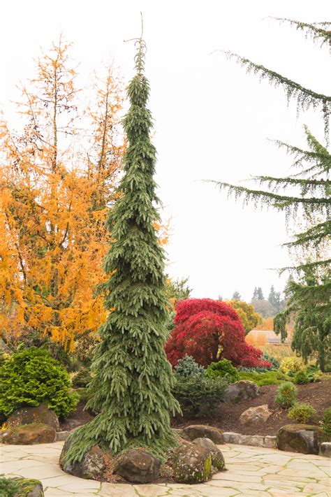 Weeping White Spruce Evergreen Landscape Conifers Garden Landscape