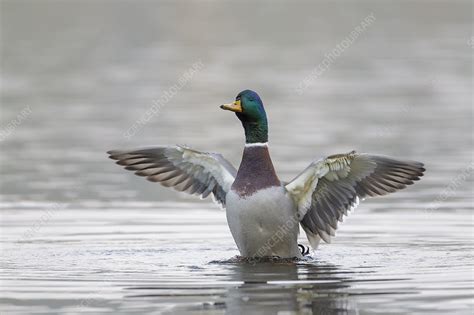 An Adult Male Mallard Duck Flapping Wings Stock Image F0233151