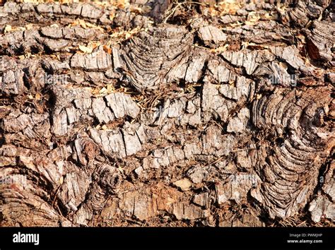 A Tree Log Ready For Cutting Wood Texture Tree Bark Texture Natural