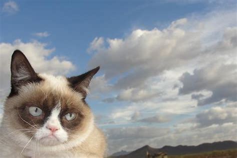 Grumpy Cat Sky Memes Imgflip