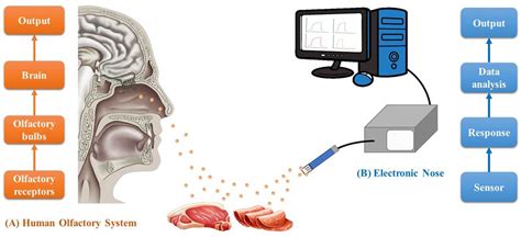 Sensors Free Full Text Applications Of Electronic Nose Electronic Eye And Electronic Tongue