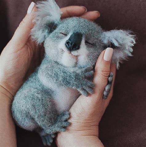 Cutest Koala Picture Ive Ever Seen Rkoalas