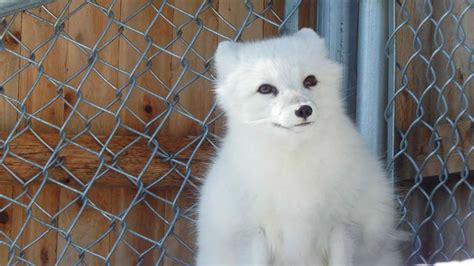 Racine Zoo Debuts New Arctic Fox Exhibit