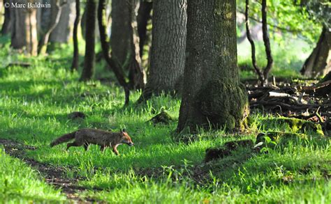 Red Fox Habitat Wildlife Online