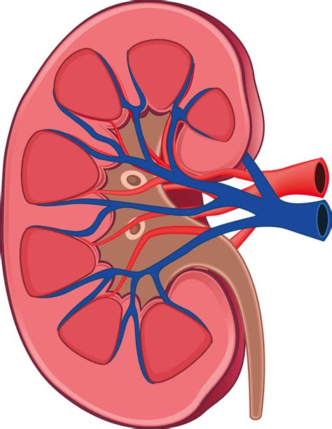 Kidney Drawing Png Kidney Png Free Transparent Clipart Clipartkey