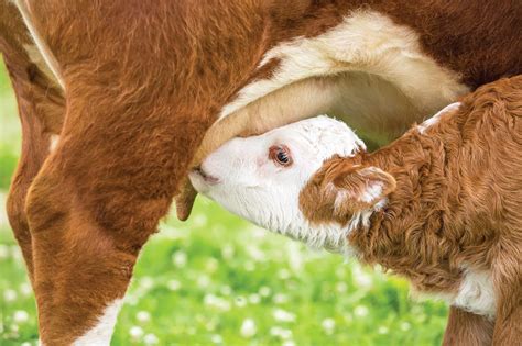 Ensure Cows Get Adequate Nutrition After Calving