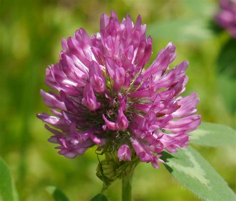 Red Clover Identify That Plant