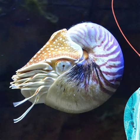 Sometimes Called Living Fossils Nautiluses Have Been Around Mostly
