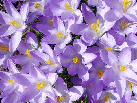 Free Images Blossom Flower Purple Petal Bloom Spring Flora