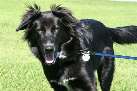 Black German Shepherd Golden Retriever Mix Golden Shepherd Mix