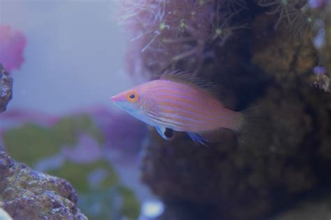 Pink Streaked Pygmy Wrasse Male £20 At Aquarist Classifieds