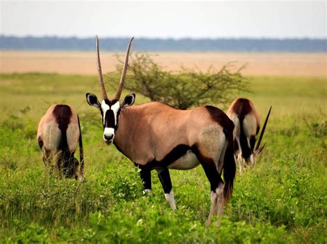 Antelopes Wild Animals News And Facts