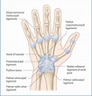 WRIST JOINT - Samarpan Physiotherapy Clinic