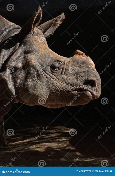 Rhinosaurus Stock Image Image Of Horn Dramatic Endangered 46817377