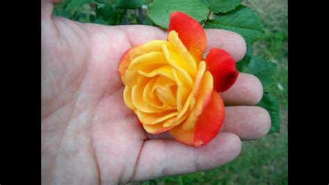 Rose Plant Tips Rose Care Bigger Better Roses Youtube