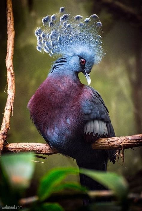 Beautiful And Extremely Colorful Birds 12 Birds Tiere Vögel Schönheit
