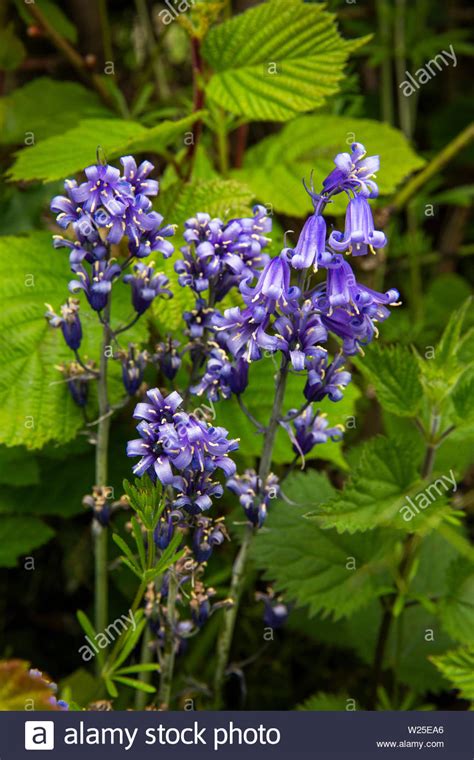 Uk Cumbria Sedbergh Howgill Lane Wild Native Bluebell Flowers
