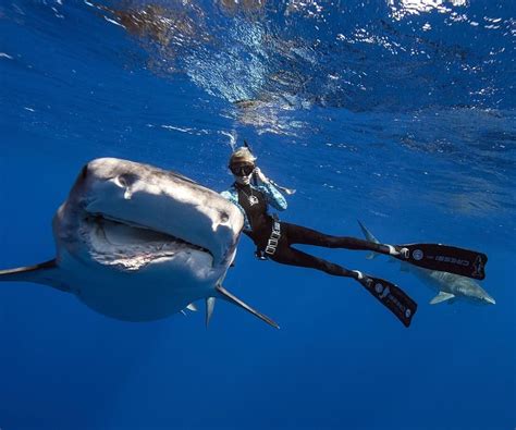 Ocean Ramsey Shark Shark Week Ocean Life