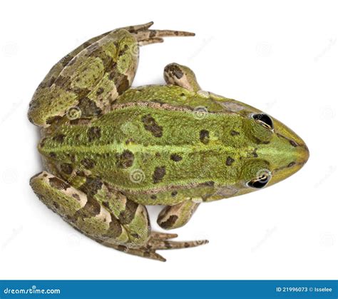 Common European Frog Or Edible Frog Rana Esculenta And A Moor Frog