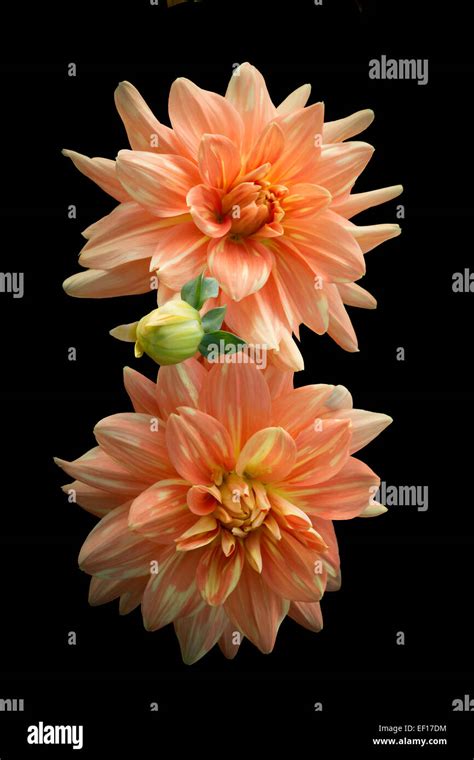 Dahlias Two Orange Dahlia Flowers Isolated On Black Stock Photo Alamy