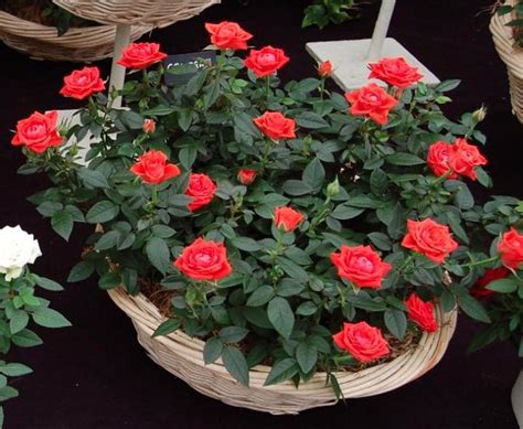 Rosa Spp Rosaceae Miniature Rose Benefits Care And Propagation Indoor