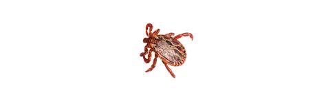 Worried About Ticks What You Need To Know