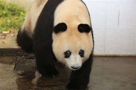 La Femelle Su Su Arrière Grand Mère Des Pandas De Beauval Sest