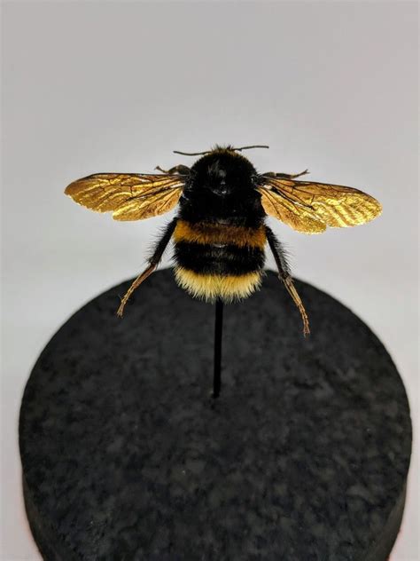 El Precio Bajo Diario Dome Taxidermy Curiosities Bumblebee Oddities Bee