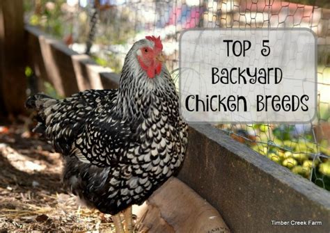 Duck eggs have many health benefits, and some folks who. Best Backyard Chickens - Timber Creek Farm