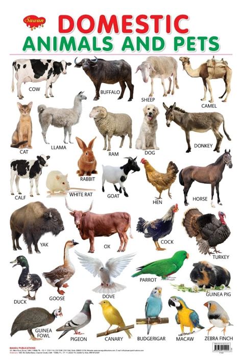 Domestic Animals Wall Chart Hello Book Mine
