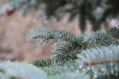 Blue Spruce Branches Stock Image Image Of Macro Leaf 80042341