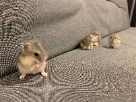 Short Dwarf Hamster Baby Hamsters Adopted 4 Years Baby Hamsters From