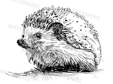 Hedgehog Clipart Hand Drawn Hedgehog Illustration Line Art Etsy Hong Kong