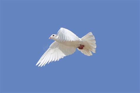 White Dove Flying Stock Photo Image Of Dove Avian Beautiful 10651748
