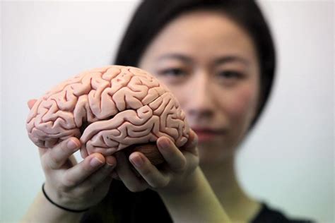 Warum Das Menschliche Gehirn So Groß Werden Konnte Mensch