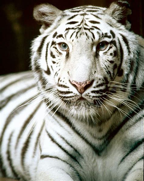 Free Download 73 Gambar Wallpaper Harimau Putih Hd Terbaik