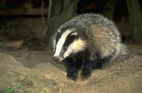 Britain S Badger Cull Misses Its Target Of 70 Removal 06 November